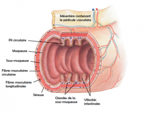 vascularisation-intestinale