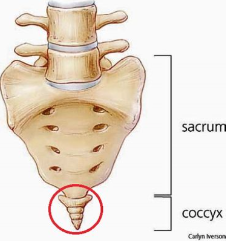 Fracture du coccyx: comment se rétablir? - Les coussins qui soulagent le  coccyx