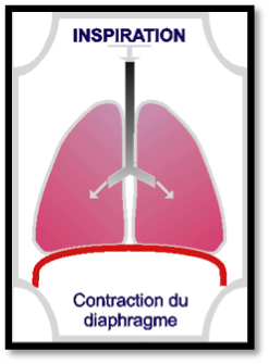 contraction-diaphragme-inspiration-etape-1