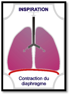 contraction-diaphragme-inspiration-etape-2