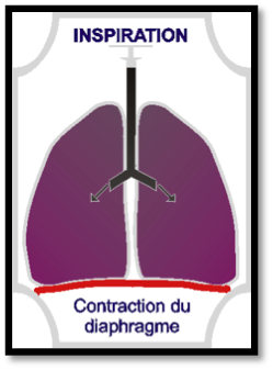 contraction-diaphragme-inspiration-etape-3