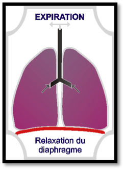 relaxation-diaphragme-expiration